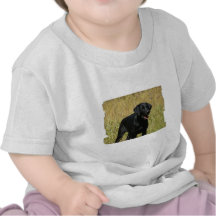 labrador-retriever-25.jpg t-shirts