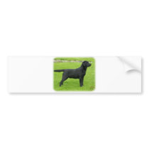 Labrador Retriever 9T099D-006 bumper stickers by TraffordPhotos Labrador Retriever 9T099D-006 bumper stickers