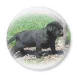 Labrador Retriever Apparel And Items Fridge Magnet