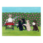 labrador retriever, labrador, retriever, black