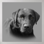 Labrador Retriever Awesome Print