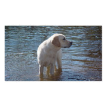 Labrador Retriever Breeder Business Card