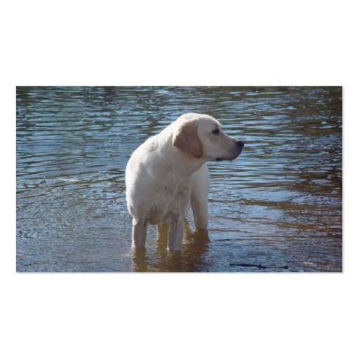 Labrador Retriever Breeder Business Card (front side)