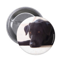 labrador retriever button
