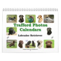 Labrador Retriever calendars