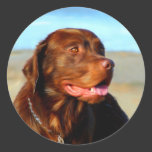 Labrador Retriever Dog Art - Bosco Round Stickers