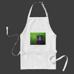 Labrador Retriever Dog Art - Poppy Aprons