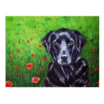Labrador Retriever Dog Art - Poppy Post Card