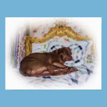 Labrador Retriever Dog, Sleeping, Print posters