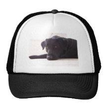 labrador retriever hats
