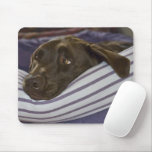 Labrador Retriever In Bed Mousepads