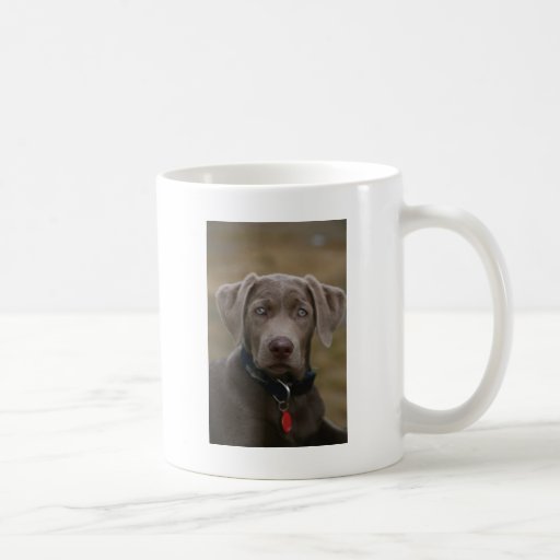 Labrador Retriever In Rare Light Silver Coffee Mug | Zazzle