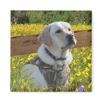 Labrador Retriever In The Field Magnet by normagolden Labrador Retriever In The Field Magnet