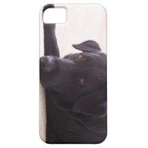 labrador retriever iPhone 5 covers