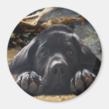 Labrador Retriever Magnet Beach