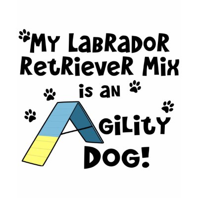 golden retriever lab mixes. Labrador Retriever Mix Agility