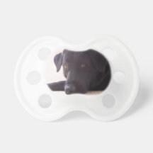 labrador retriever pacifiers