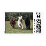 Labrador Retriever postage