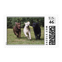 Labrador Retriever Postage