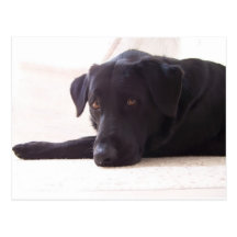 labrador retriever postcards