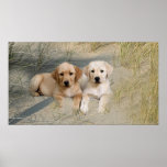 Labrador Retriever Poster Pups On Beach posters