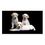 Labrador Retriever  Puppies Business Card