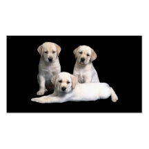Labrador Retriever  Puppies Business Card