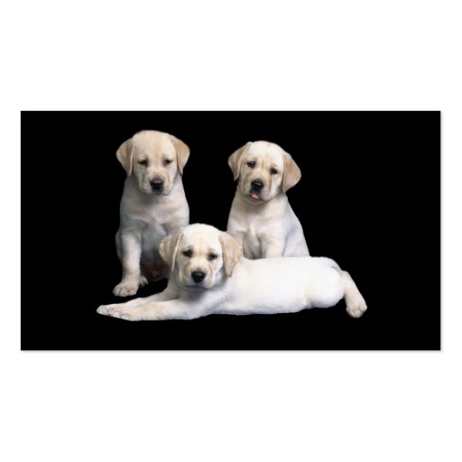 Labrador Retriever  Puppies Business Card (front side)