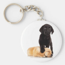 Labrador Retriever Puppies Playing Keychains