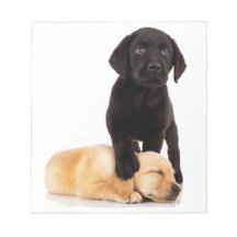 Labrador Retriever Puppies Playing Memo Notepad