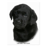 Labrador Retriever Puppy 9Y270D-041 Post Cards