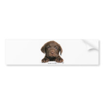 Labrador Retriever puppy 9Y270D-050 bumper stickers by TraffordPhotos Labrador Retriever puppy 9Y270D-050 bumper stickers