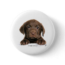 Labrador Retriever puppy 9Y270D-050 buttons by TraffordPhotos Labrador Retriever puppy 9Y270D-050 buttons