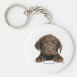Labrador Retriever puppy 9Y270D-050 Key Chain
