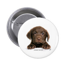 Labrador Retriever puppy 9Y270D-050 Pins