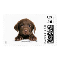 Labrador Retriever puppy 9Y270D-050 Postage Stamp