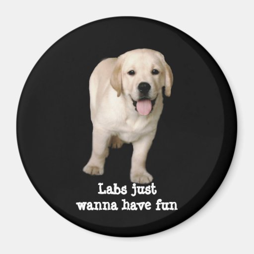 Labrador Retriever Puppy Magnet