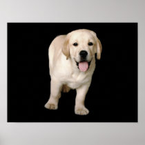 Labrador Retriever Puppy Print