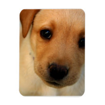 Labrador Retriever Puppy Rectangular Magnets