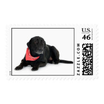 Labrador Retriever Stamp (MEDIUM)