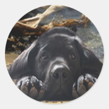 Labrador Retriever Sticker Beach