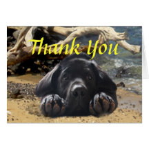 Labrador Retriever Thank You Card