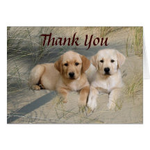 Labrador Retriever Thank You Card Pups On Beach