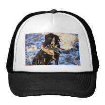 Labrador Retriever with Drake Mallard Hats