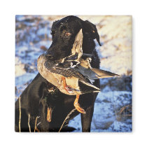 Labrador Retriever with Drake Mallard magnets by animalpark Labrador Retriever with Drake Mallard magnets