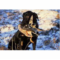Labrador Retriever with Drake Mallard photo sculptures