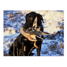 Labrador Retriever with Drake Mallard Post Card