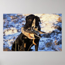 Labrador Retriever with Drake Mallard Poster