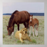 Labrador Retriever With Horses Poster posters