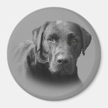 Labrador Retriver Awesome Magnet